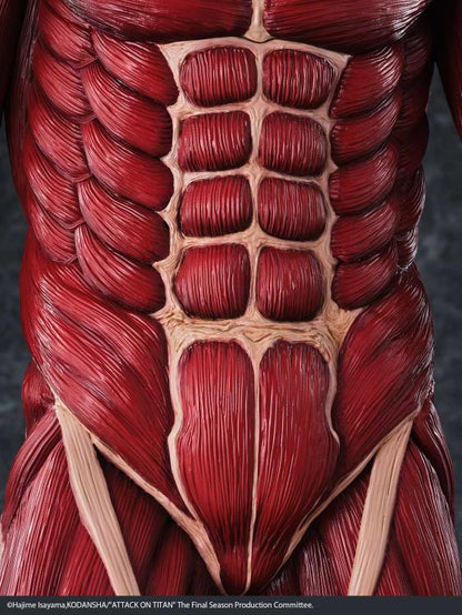 Detailed anatomical illustration of a muscular structure, likely from a science or educational context. Attack on Titan: Bertholdt Hoover - The Colossal Titan Mega Sofvi Advance MS021 Premium Vinyl Figure by Kaiyodo