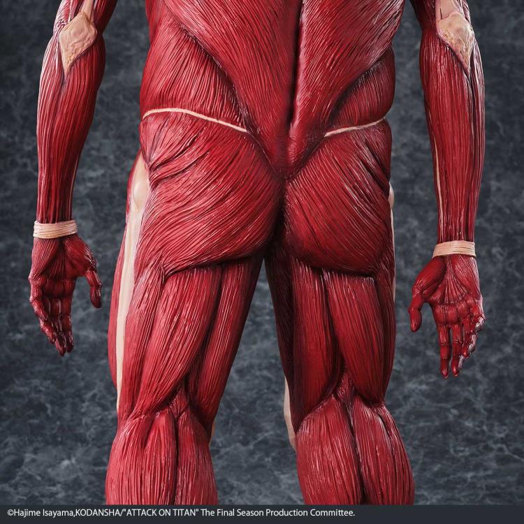 Detailed anatomical model of a muscular figure on a textured gray background Attack on Titan: Bertholdt Hoover - The Colossal Titan Mega Sofvi Advance MS021 Premium Vinyl Figure by Kaiyodo